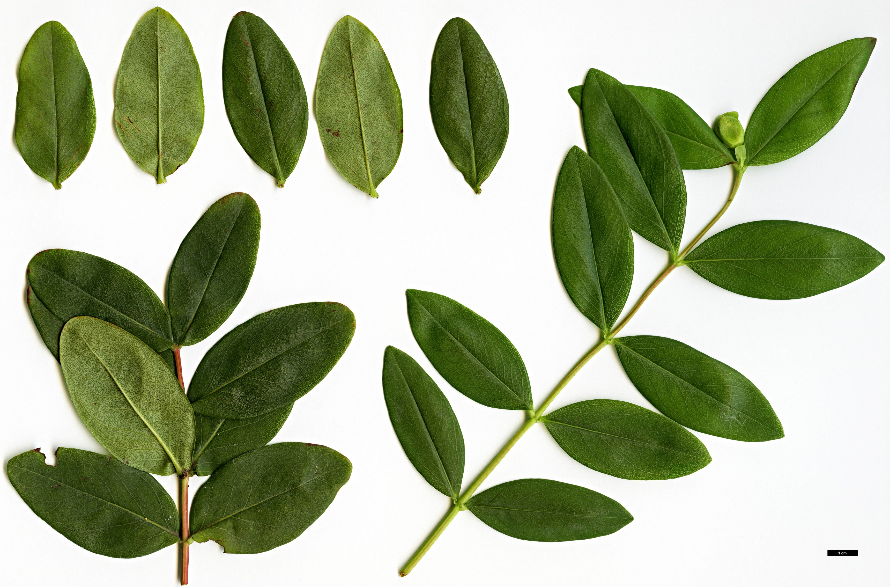 High resolution image: Family: Hypericaceae - Genus: Hypericum - Taxon: calycinum - SpeciesSub: f. luteum